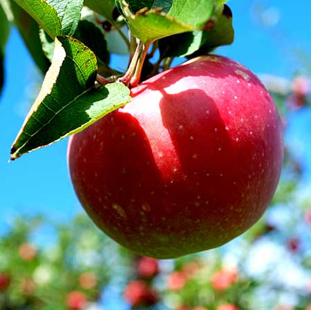 Delicious Indian Apples