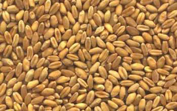 Wheat seeds, Purity : 100%