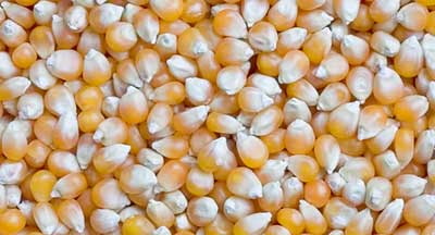 Maize Seeds