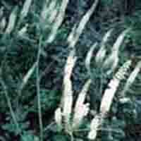 Black Cohosh Plant Extract