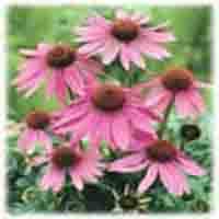 Echinacea Purpurea Plant Extract