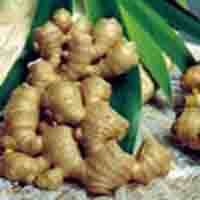 Ginger Root Plant Extract