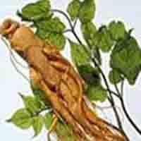 Ginseng Plant Extract
