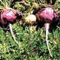 Maca Plant Extract