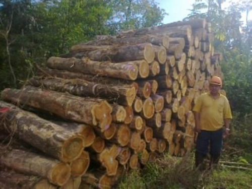 Brazilian Teak Wood Logs