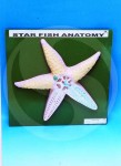 Starfish Anatomy Model