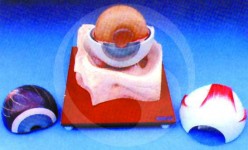 Eye Model On Bony Base Anatomy Model