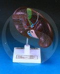 Human Liver With Gall Bladder Anatomy Model