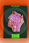 Human Nose Anatomy Model