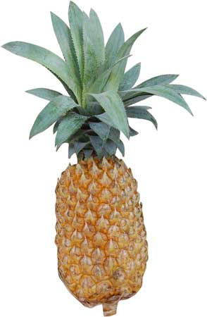 Fresh Pineapple