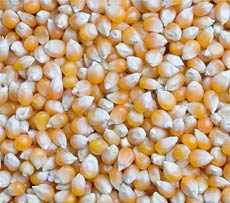 Yellow Maize Seeds