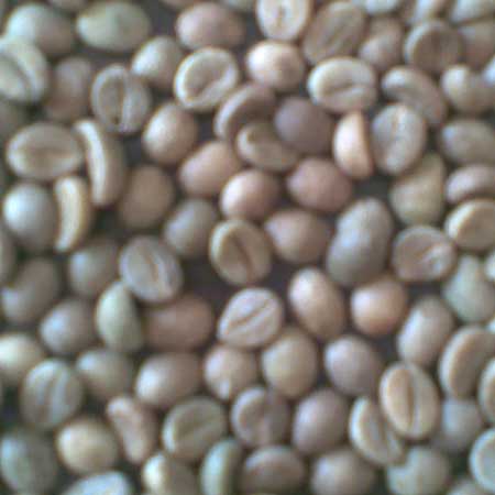 Robusta Green Coffee Bean