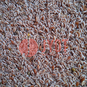 Psyllium Seed