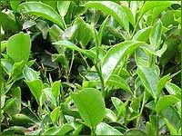 Tea, Shelf Life : 12 Months