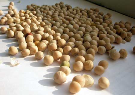 Yellow Peas