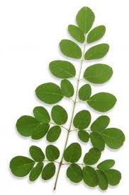 Moringa leaf, Drying Process : Sun Dry
