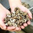 Hybrid Moringa Oleifera Seed