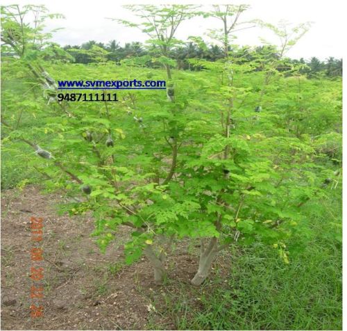 Moringa leaf, Usage/Application : Ayurvedic, Damaged Skin, Medicine, Cooking
