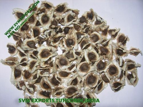 Moringa Seed