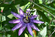 Passiflora Incarnata
