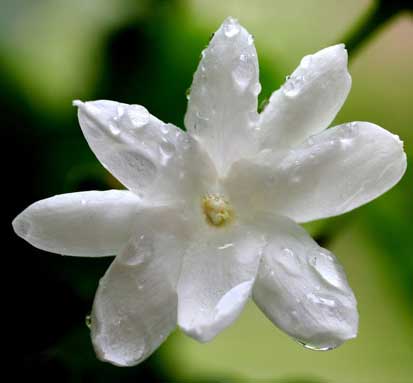 Jasmine Oil