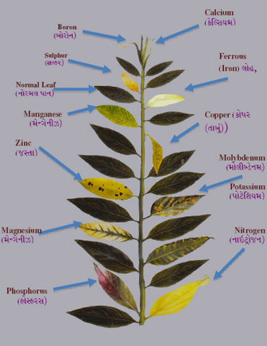 Plant Micronutrients