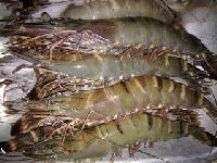 Frozen Sea Food, Certification : FSSAI Certified