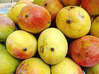 Chausa Mangoes