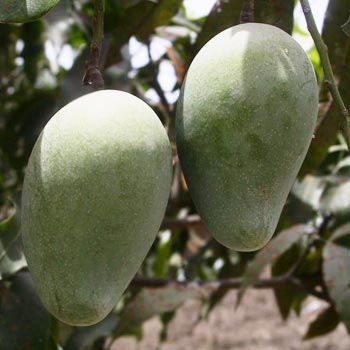 Langda Mangoes