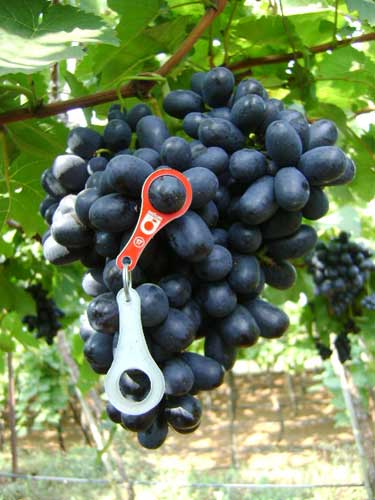 Fresh Black Grapes