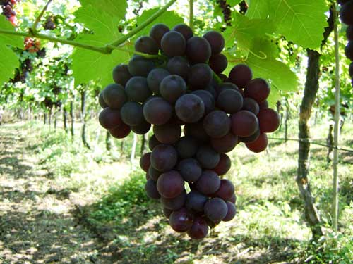 Fresh Black Grapes