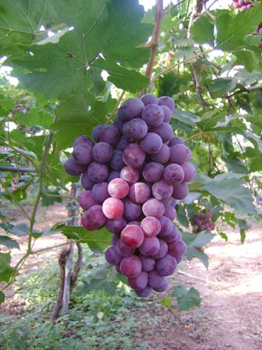 Fresh Black Grapes