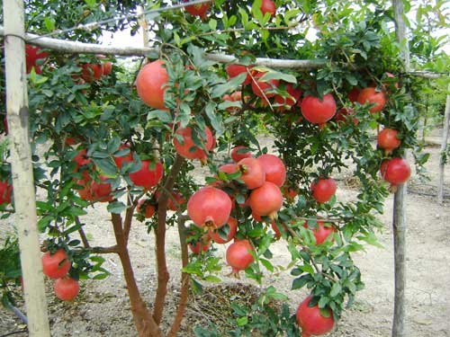 Fresh Pomegranates