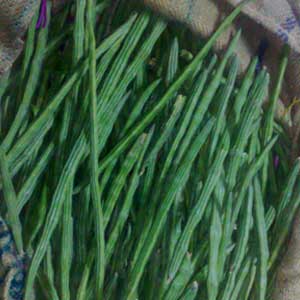 Fresh drumsticks, Storage Condition : Fresh