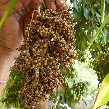 Great Millet Seeds