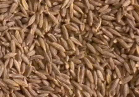 Cumin Seeds