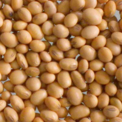 Soybean Seeds