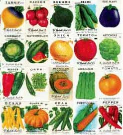Vegetable seeds
