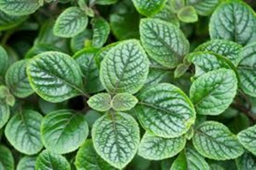 Spearmint oil, Brand Name : AOS