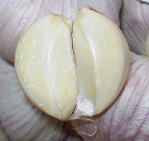 Fresh White Garlic, Packaging Size : 10kg mesh bag or 10 kg carton