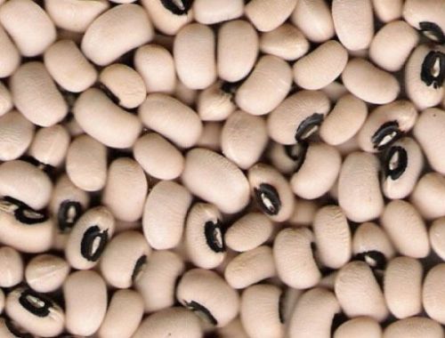 Organic Cowpea