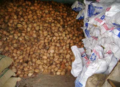 Fresh Coconuts