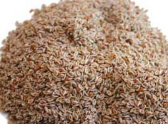 Psyllium seeds