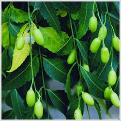 Neem oil, Scent : Earthy, Nutty