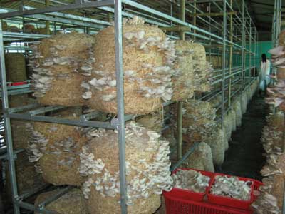Natural Dry Oyster Mushroom 04 for Cooking, Medicinal