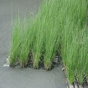 Organic Vetiver Grass, For Medicine Use, Color : Green