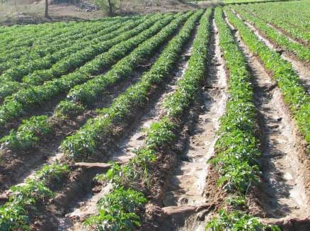Cadaloo Seed Potatoes