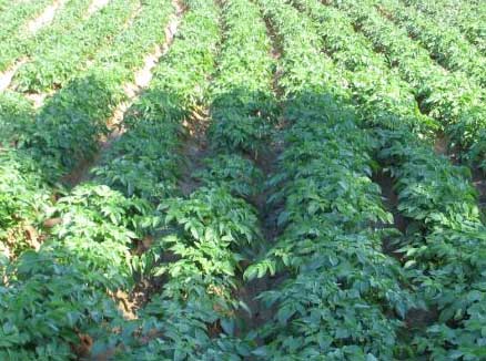 Cadaloo Seed Potatoes