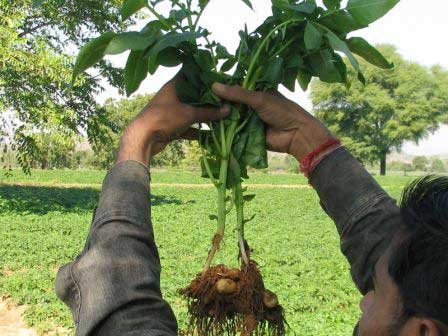 Cadaloo Seed Potatoes