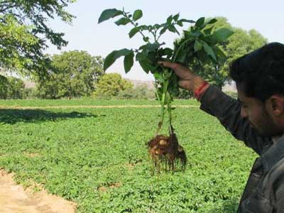 Cadaloo Seed Potatoes